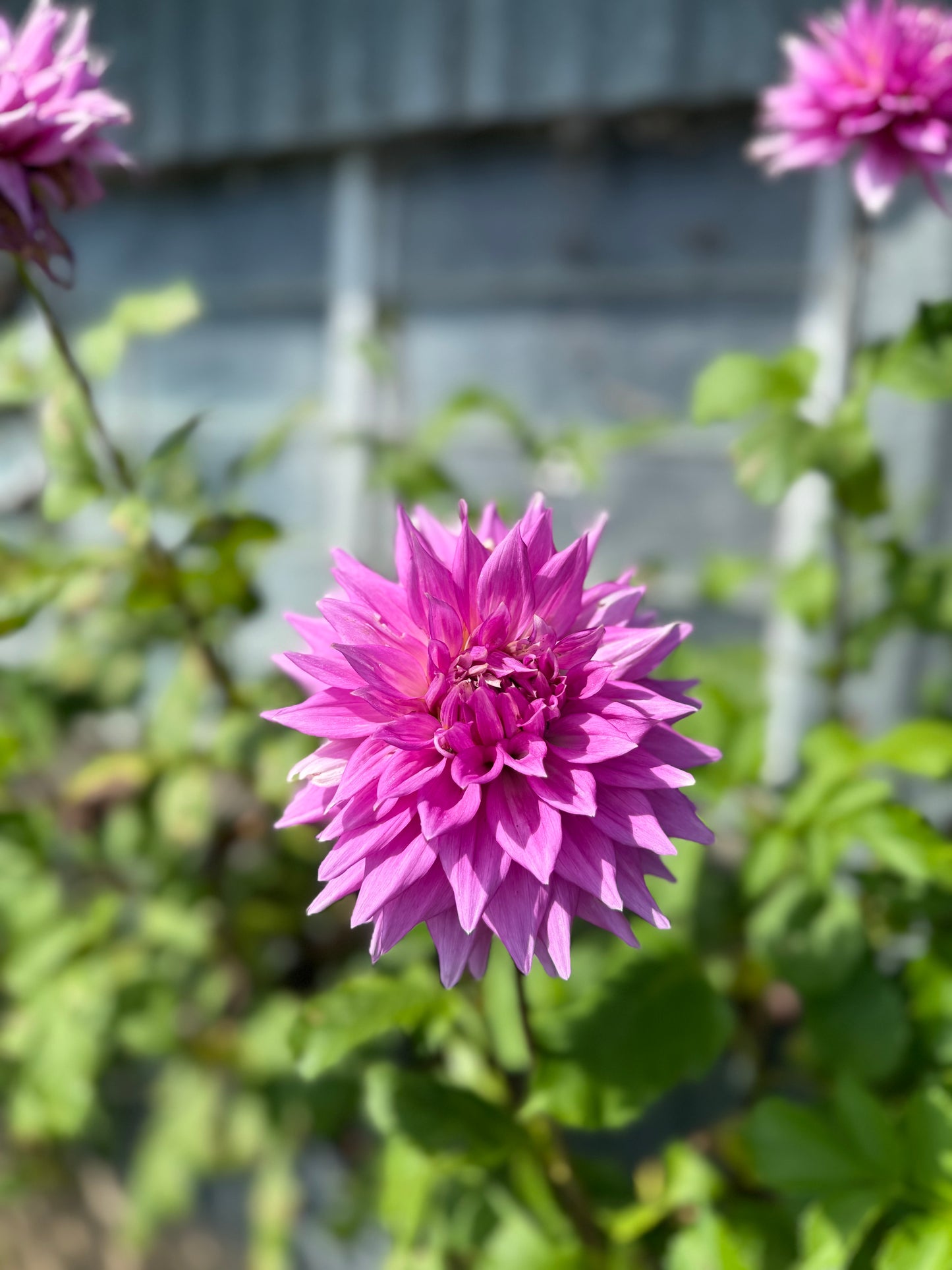 Warraview Medium Semi-Cactus Pink/Mauve