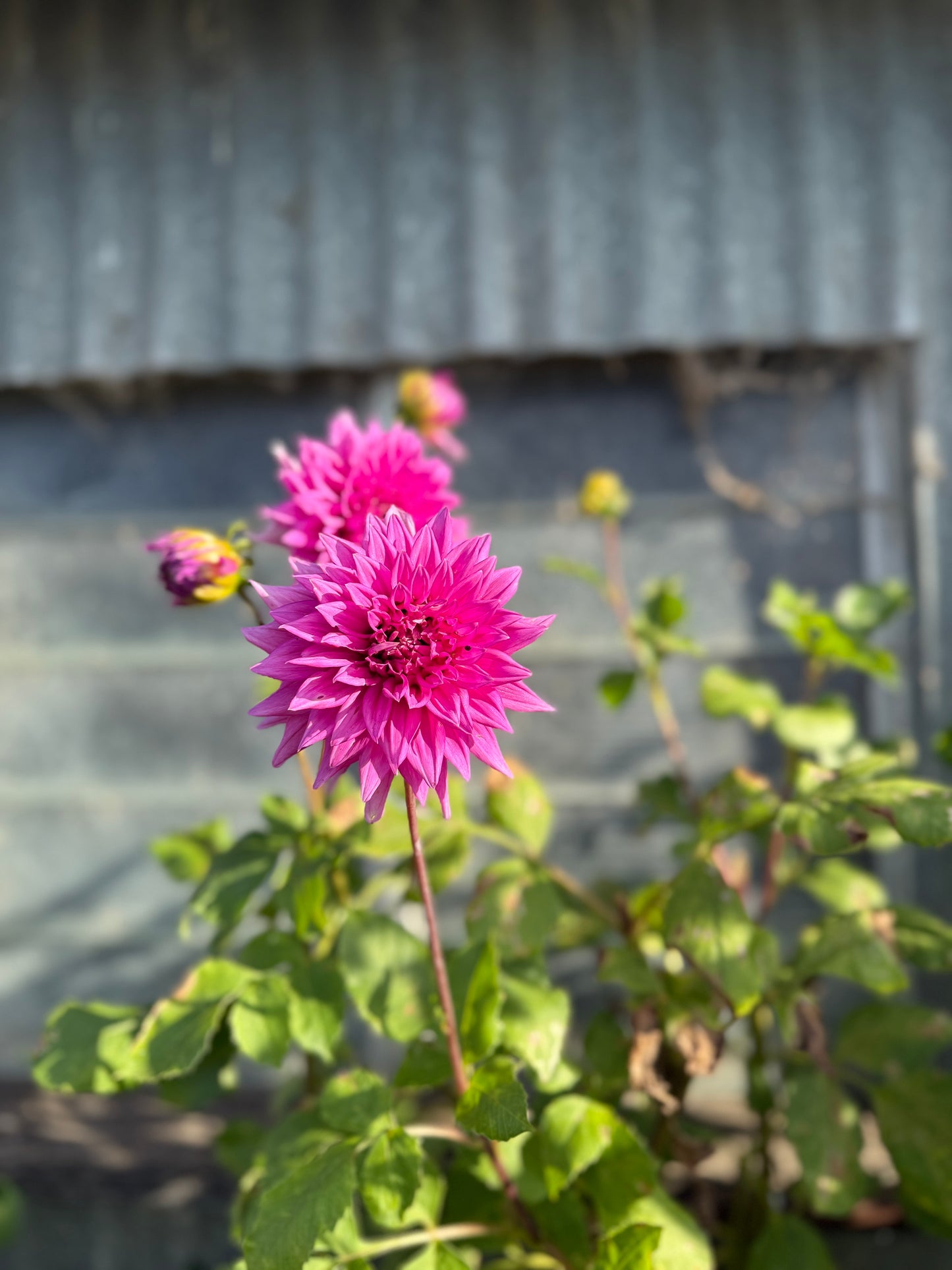 Warraview Medium Semi-Cactus Pink/Mauve