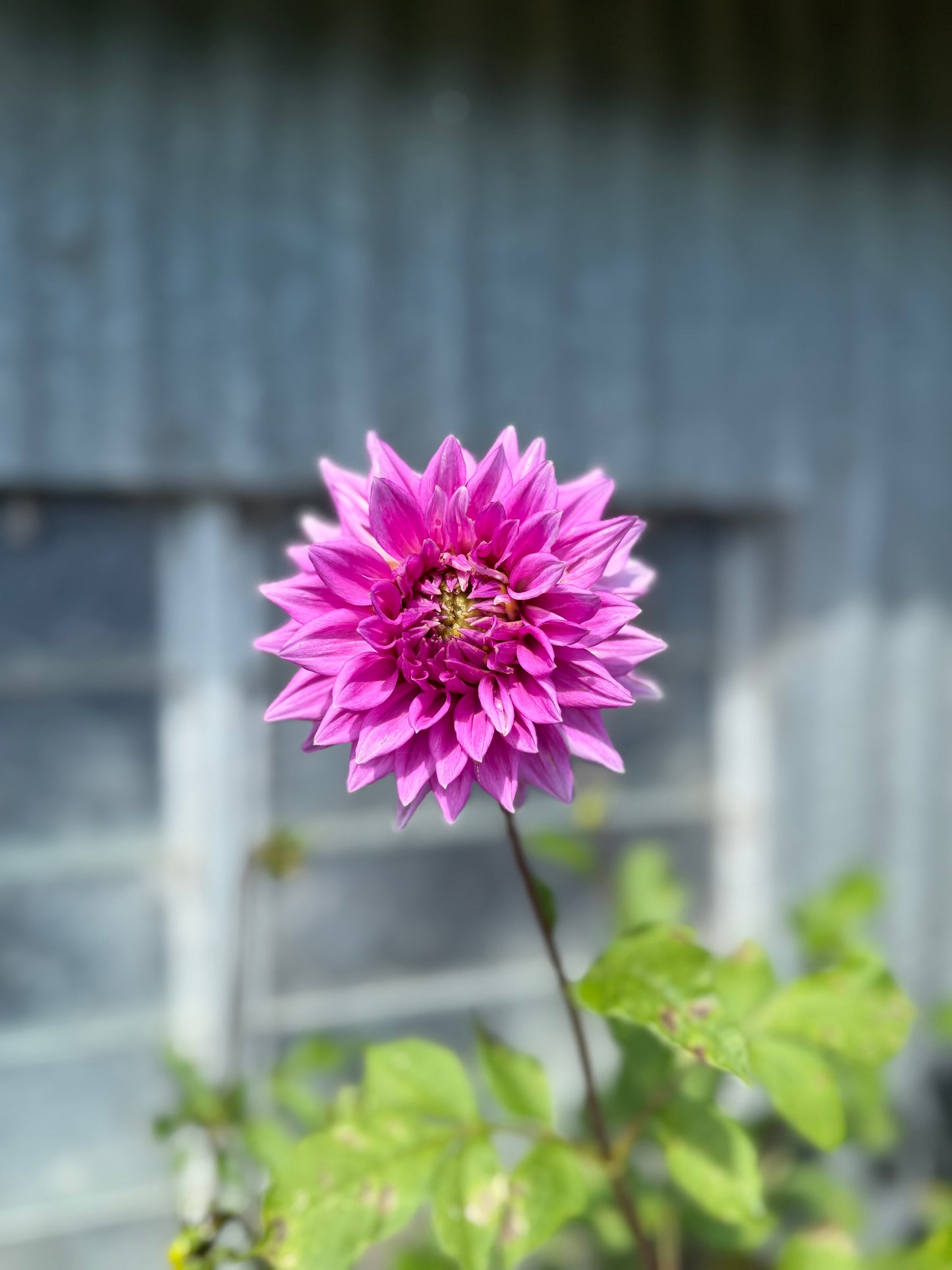 Warraview Medium Semi-Cactus Pink/Mauve