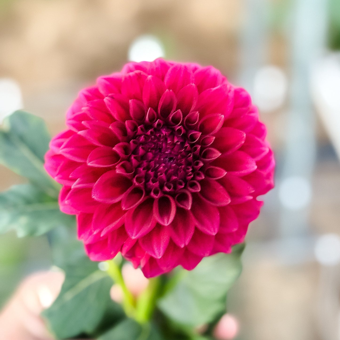 Close-up of a vibrant pink flower with green leaves against a blurred background