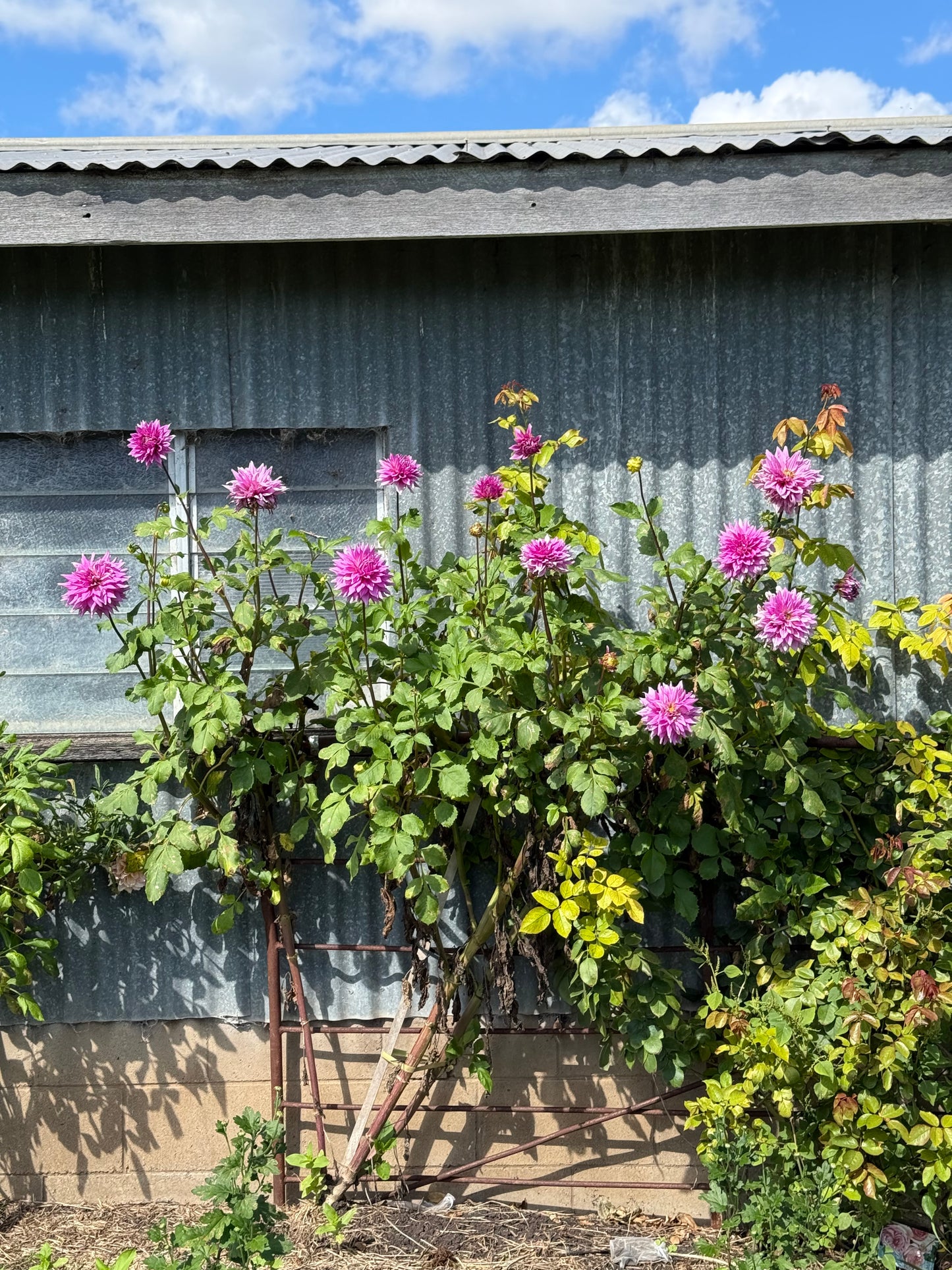 Warraview Medium Semi-Cactus Pink/Mauve