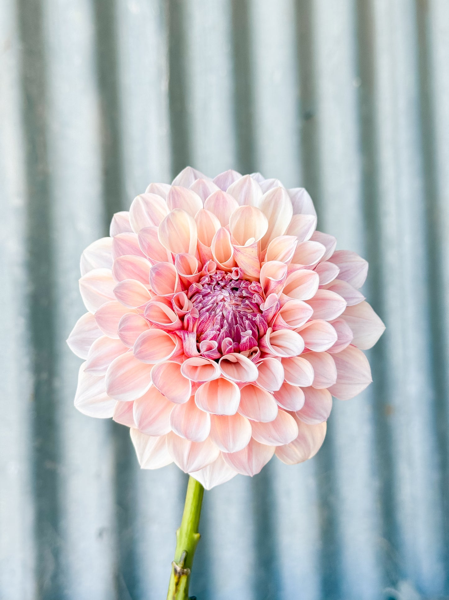 Florelie Antique