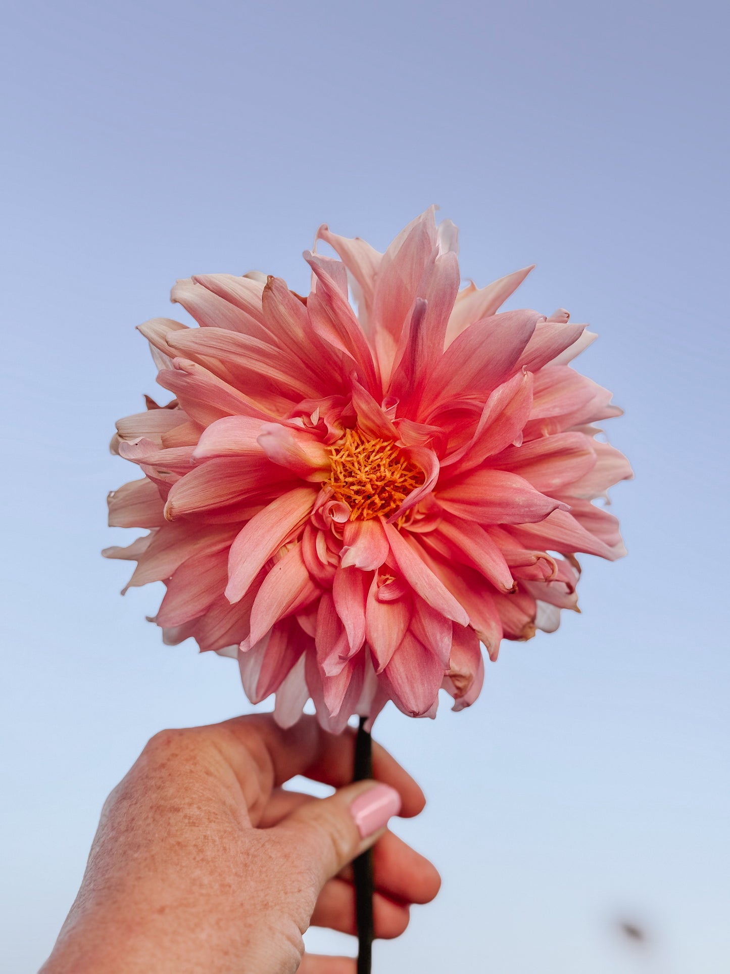 African Peach