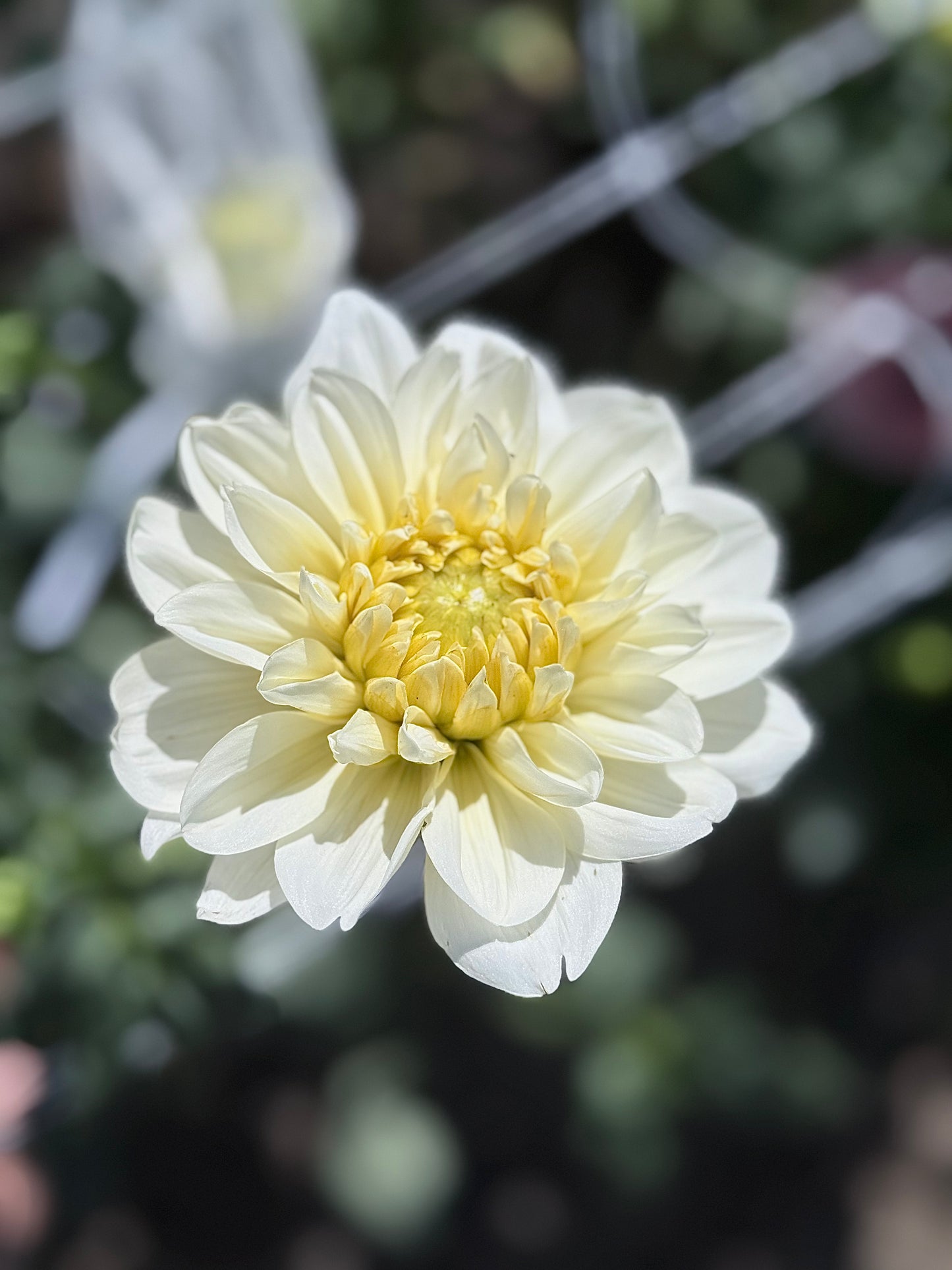 White Supreme