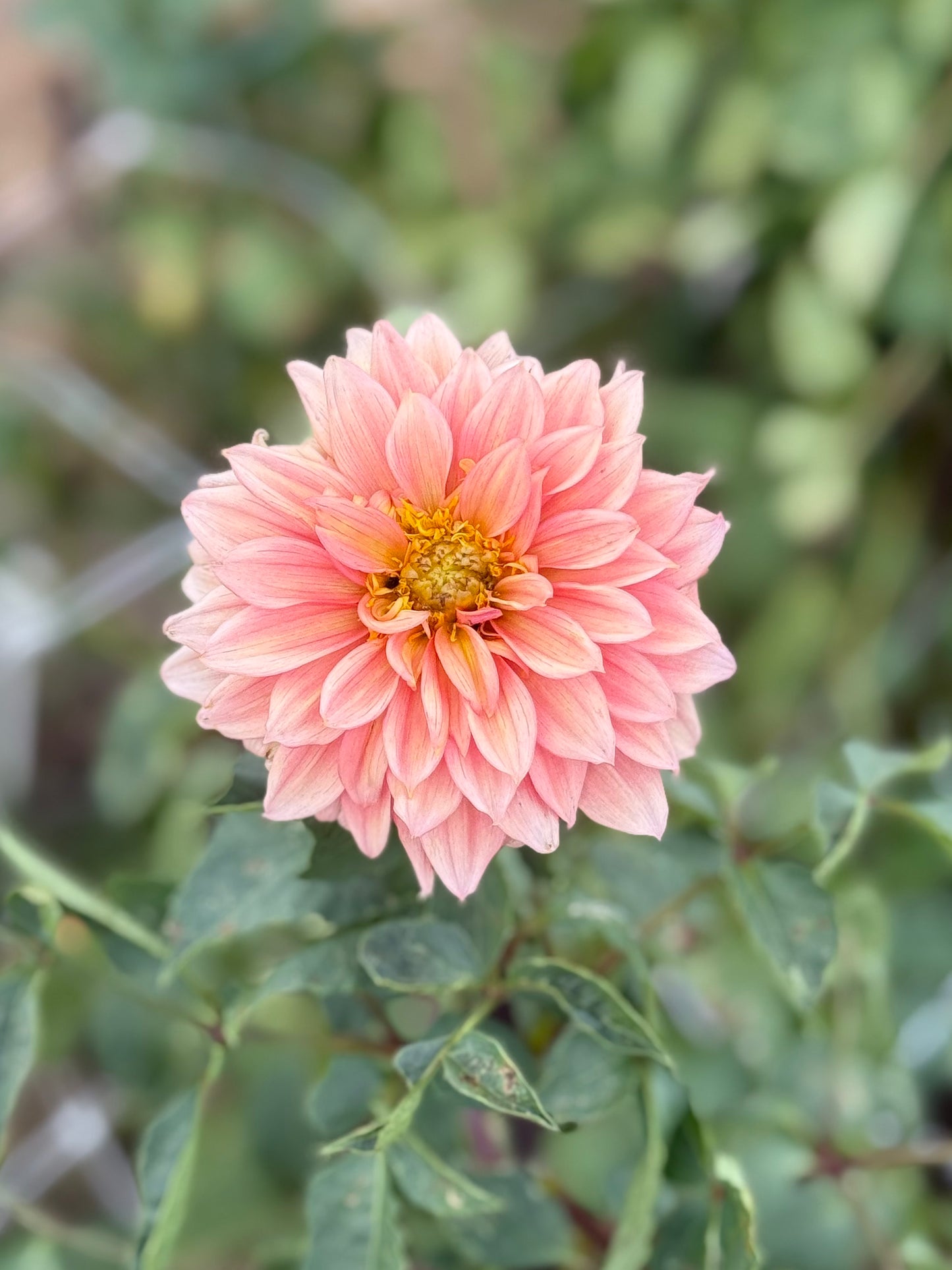 Apricot Peachy