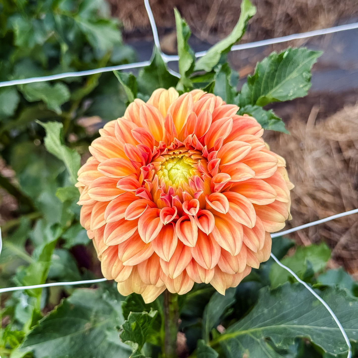 Peach-colored flower with green leaves in a garden setting