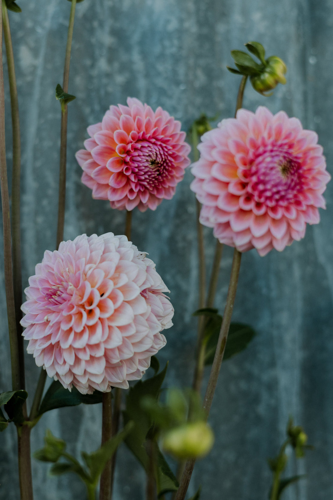 Yargullen Flower Farm 2026 Calendar — Waitlist Now Open!