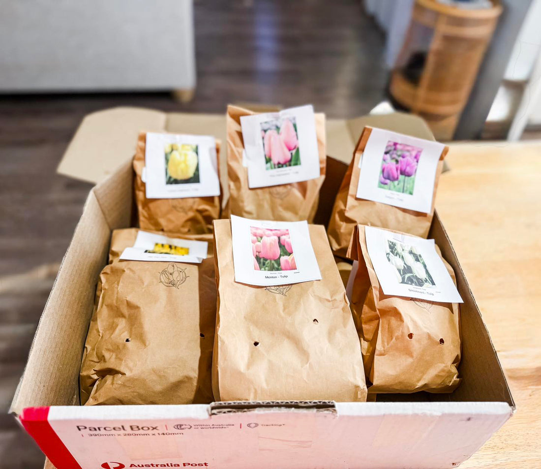 Spring is in Motion: Tulip Season Begins at Yargullen Flower Farm