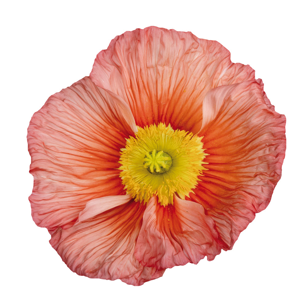 **PRE ORDER** Poppy Colibri Rosa Intenso Salmonato