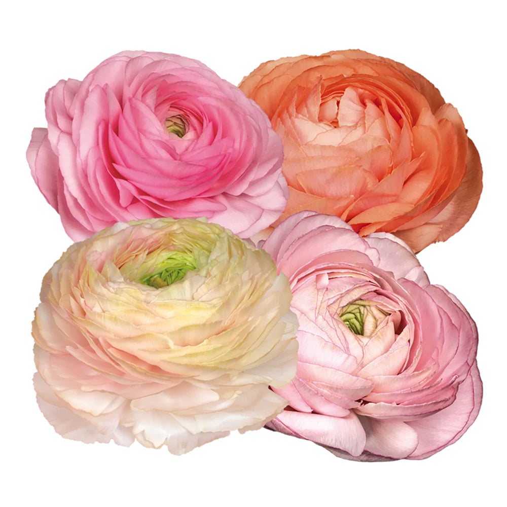 *PRE ORDER* Ranunculus Elegance Pastello