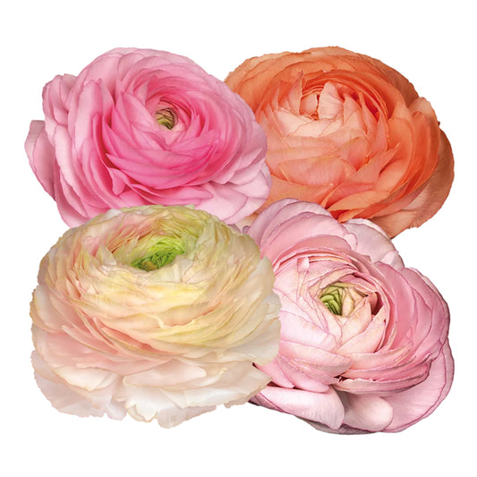 *PRE ORDER* Ranunculus Elegance Pastello