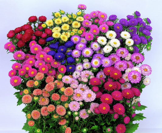 **PRE ORDER** Matsumoto Asters