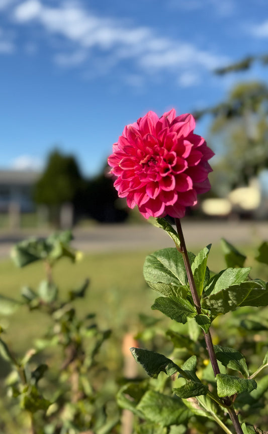 Florelie Guava