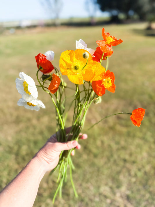 Poppies