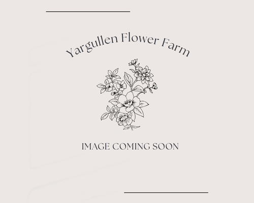 Everbloom Vintage Velvet