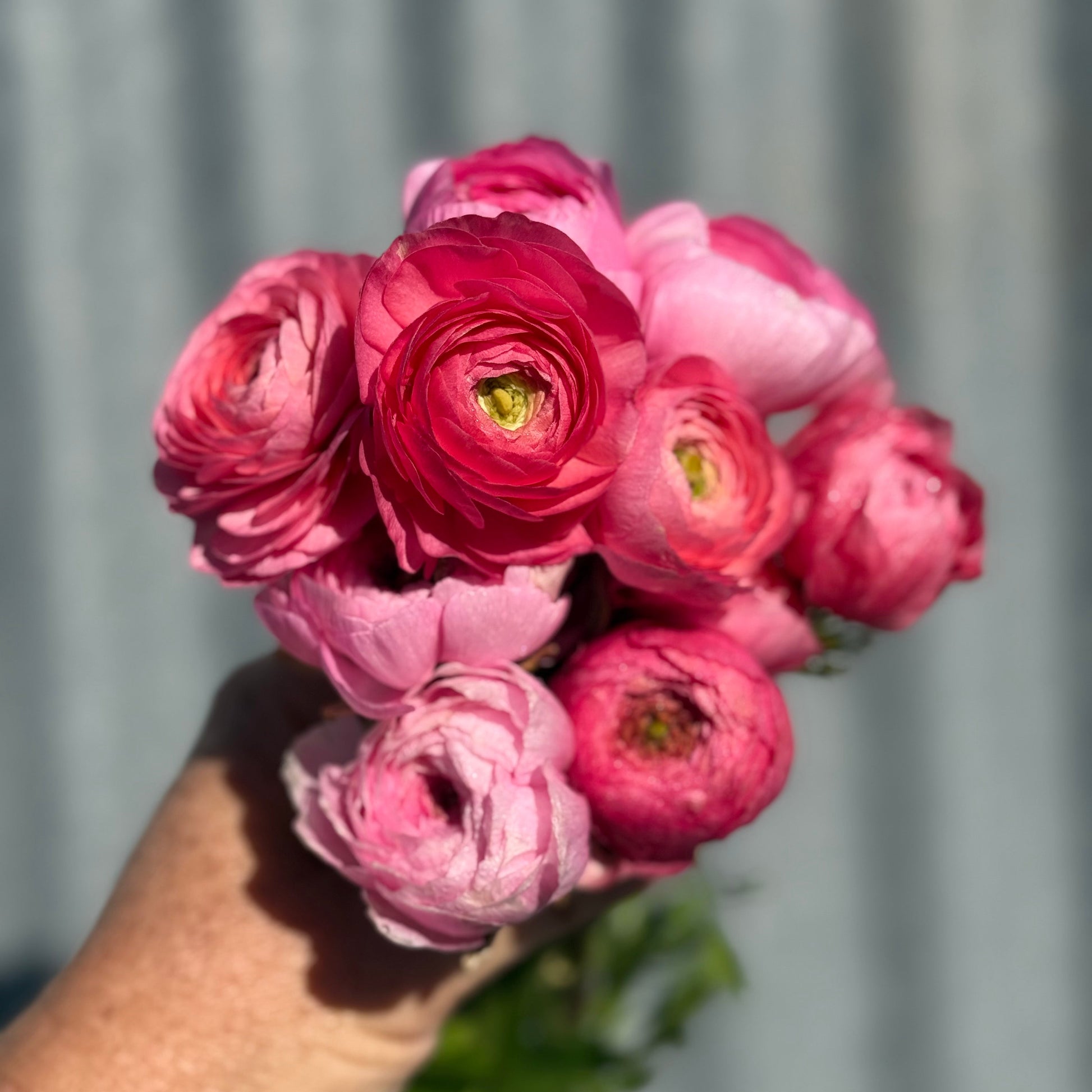 Bouquet of pink flowers held against a corrugated metal background