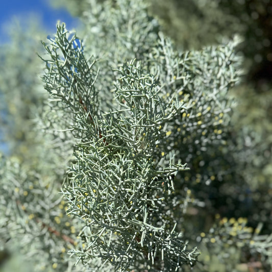 Close-up of a tree branch with green needles against a blurred natural background
