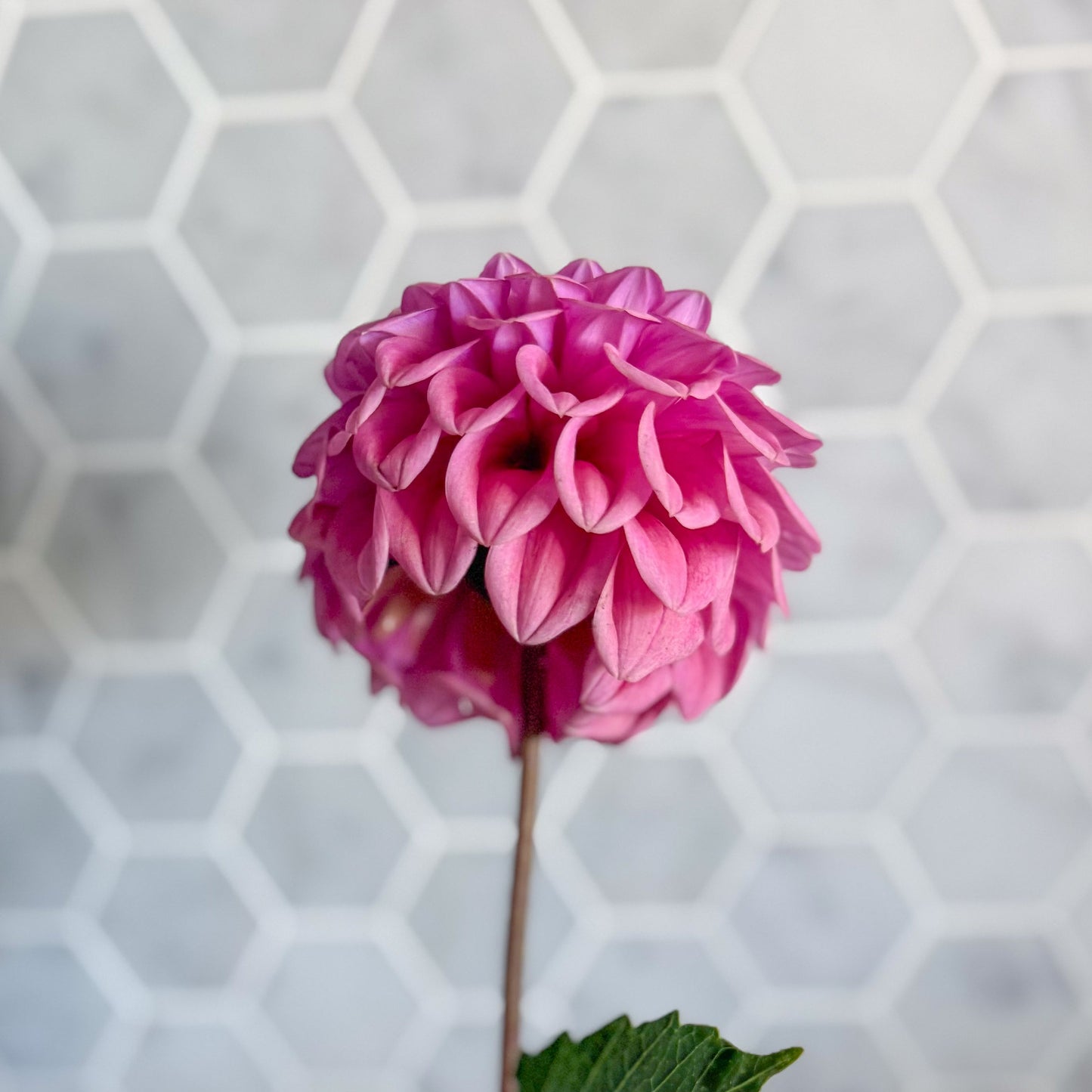 Pink flower with green leaves against a hexagonal tile wall.