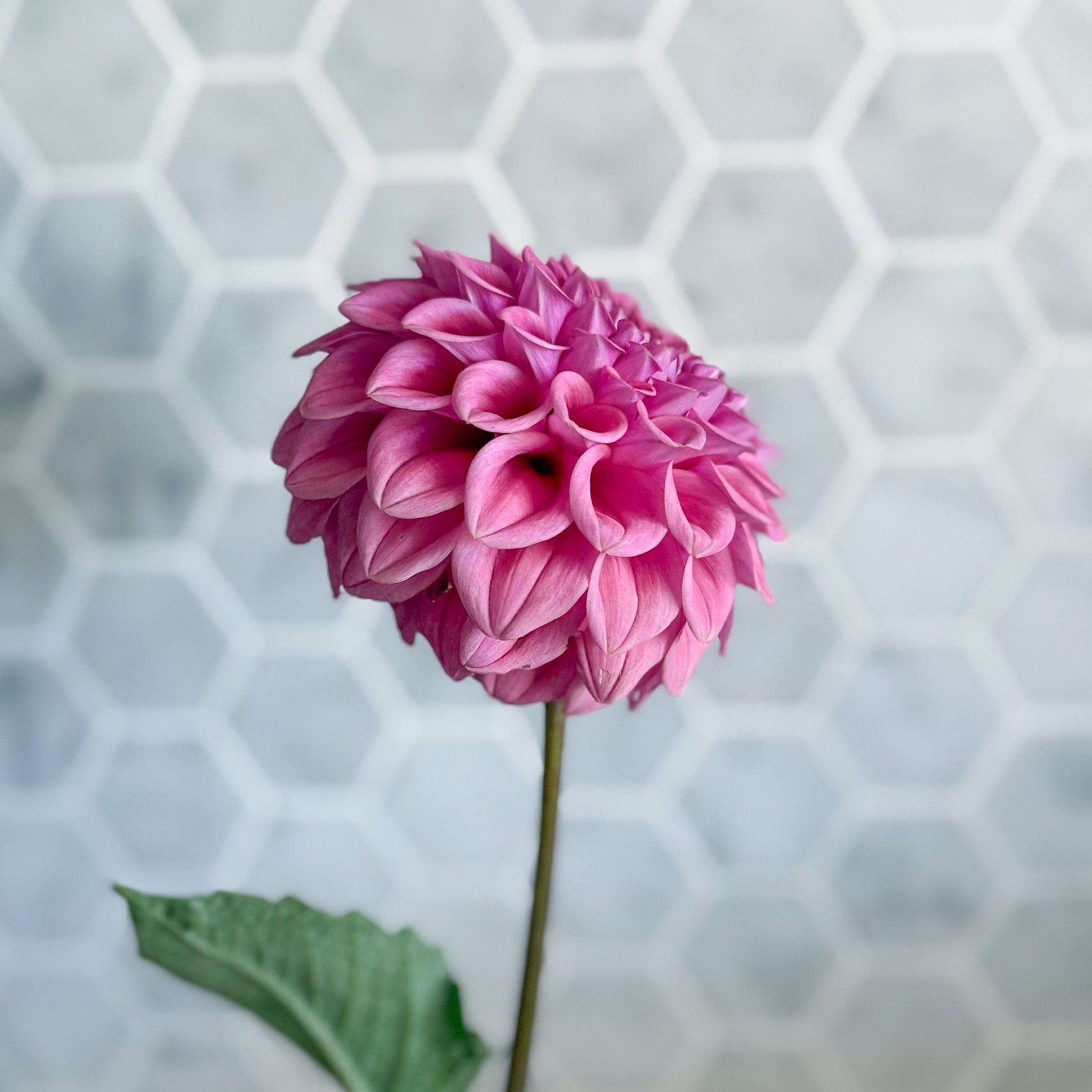 Pink flower with green stem against a hexagonal tile wall