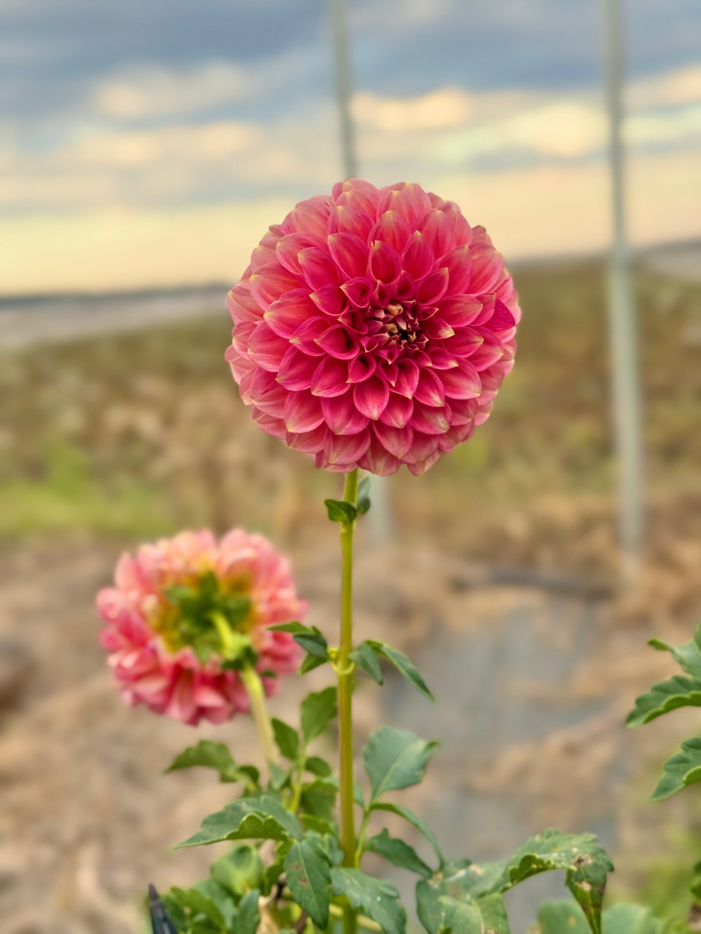 Devon Opaline