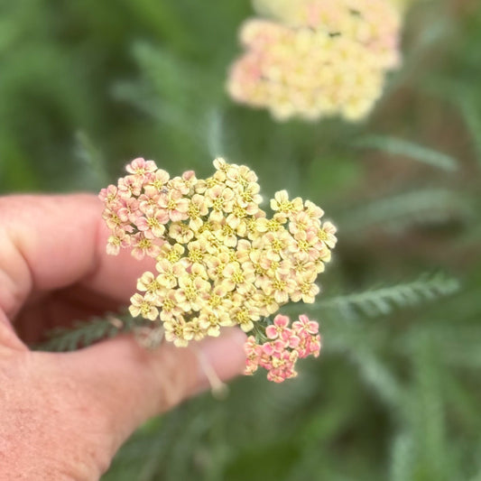 Hand holding a cluster of pink and yellow flowers with a blurred natural background