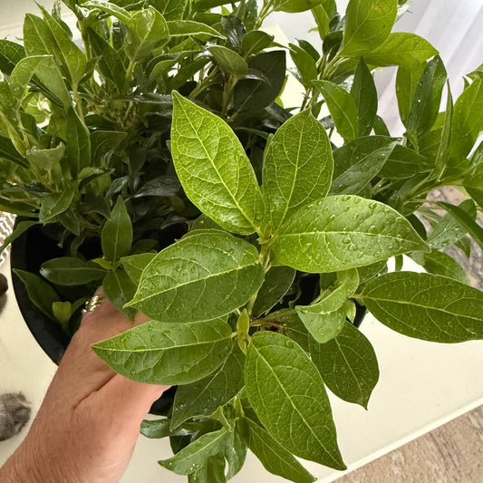 Hand holding a green leafy plant with a neutral background