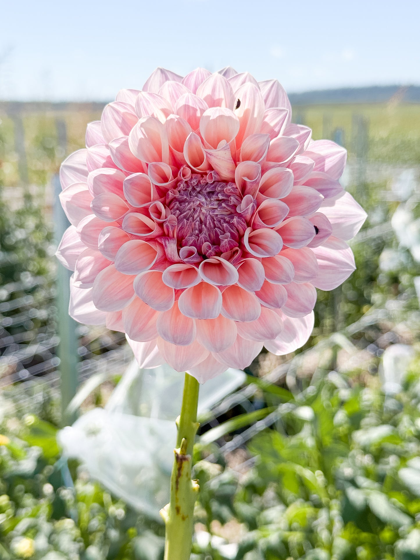 Florelie Antique