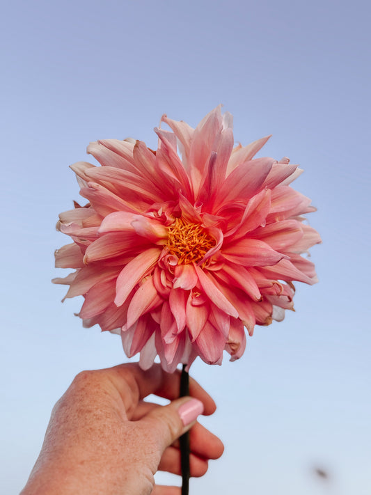 African Peach