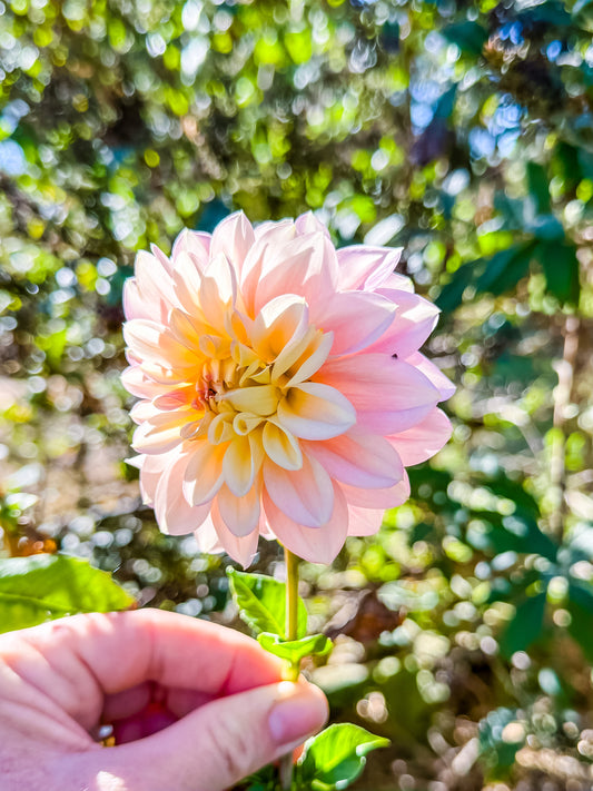 Florelie Pirouette