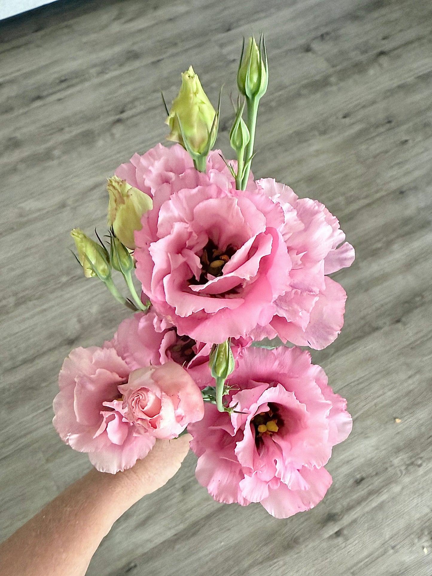 Lisianthus Corelli- Deep Pink