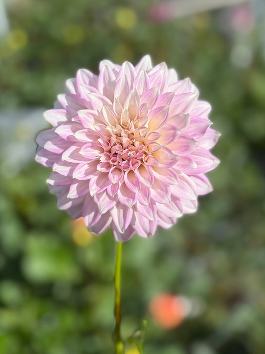 Glenbank Lavender Blush