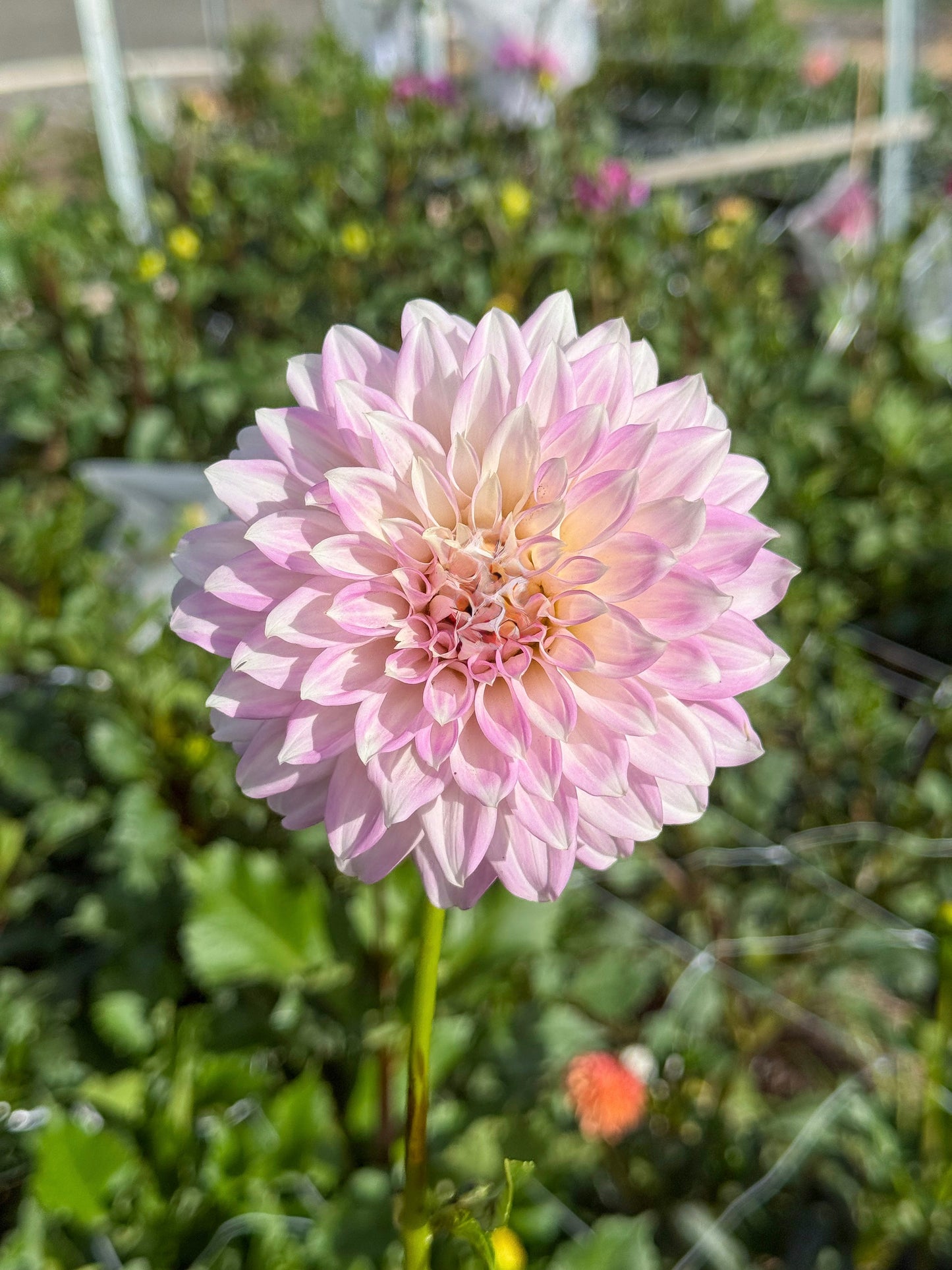 Glenbank Lavender Blush