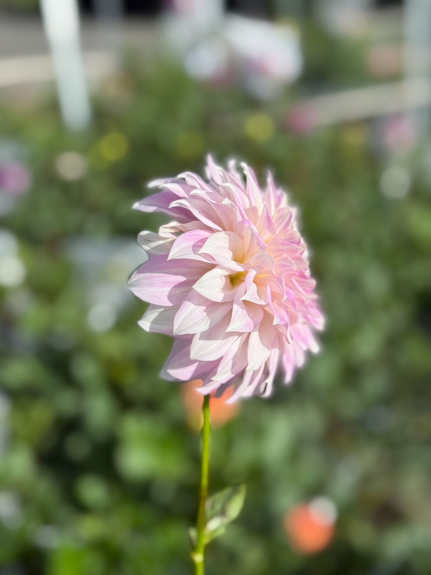 Glenbank Lavender Blush