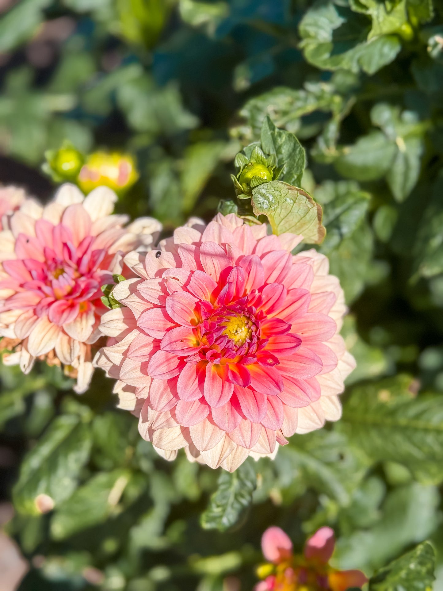 WV Victorian Blush