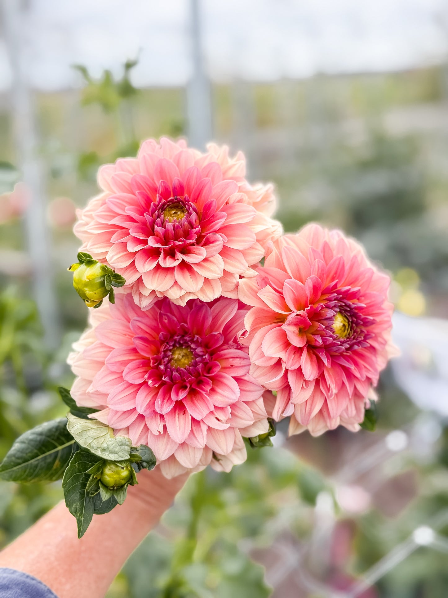 WV Victorian Blush