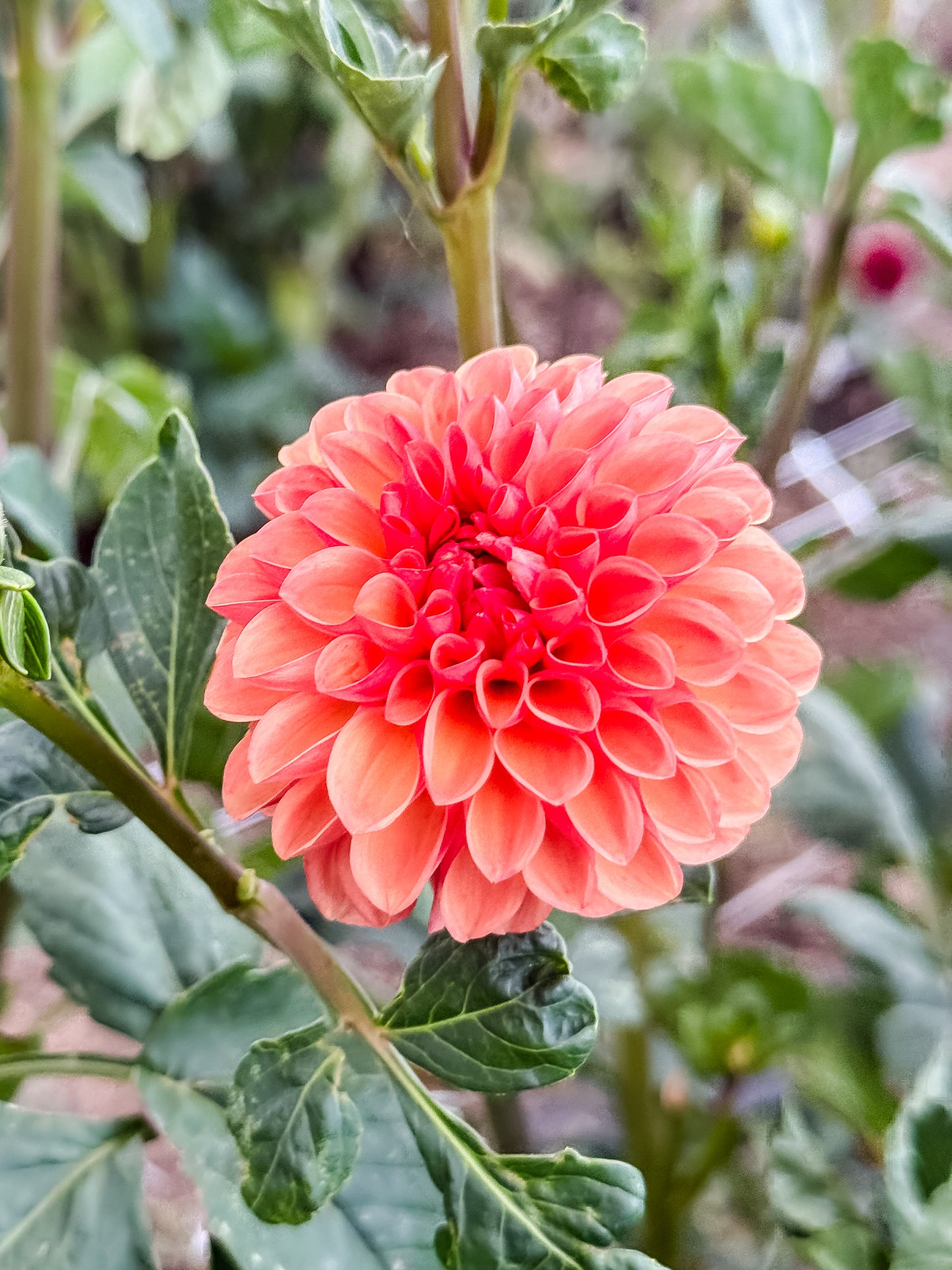 Florelie Angostura