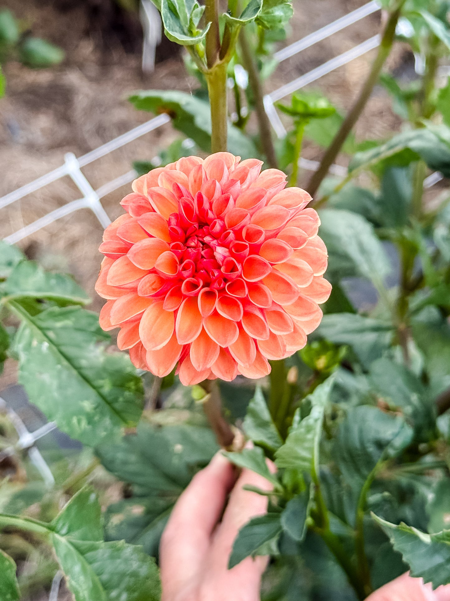 Florelie Angostura