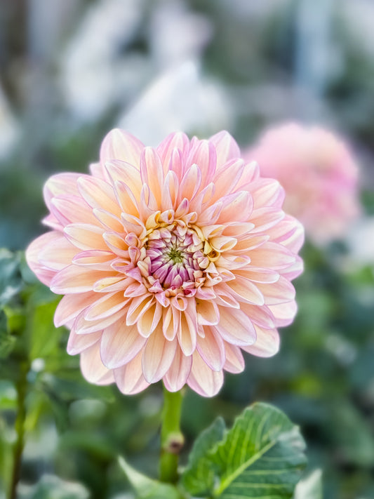 Blooms Mummy Pig