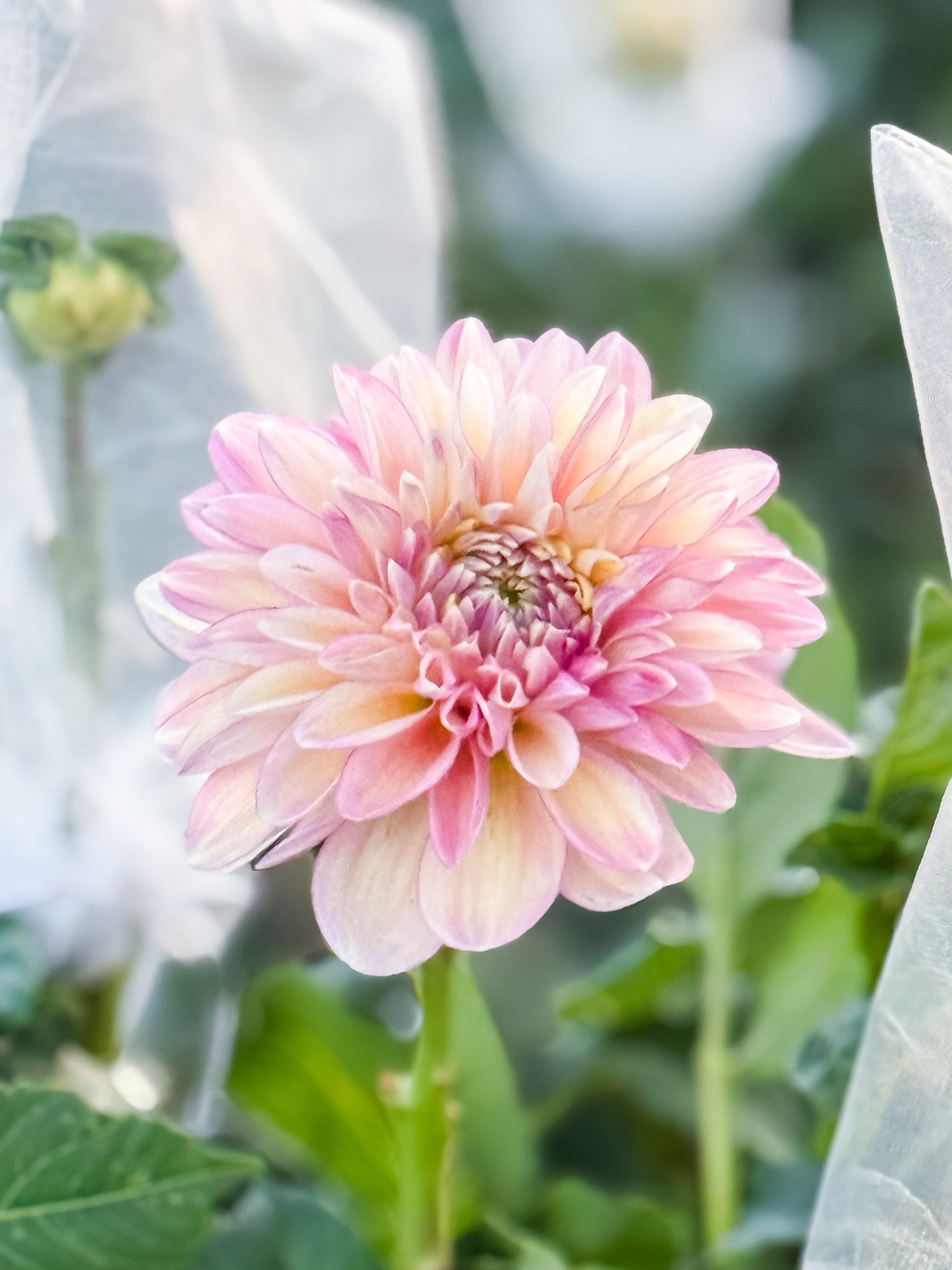 Blooms Mummy Pig