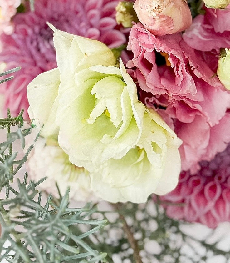 Lisianthus Mariachi - Lime green plugs