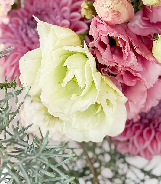 Lisianthus Mariachi - Lime green plugs