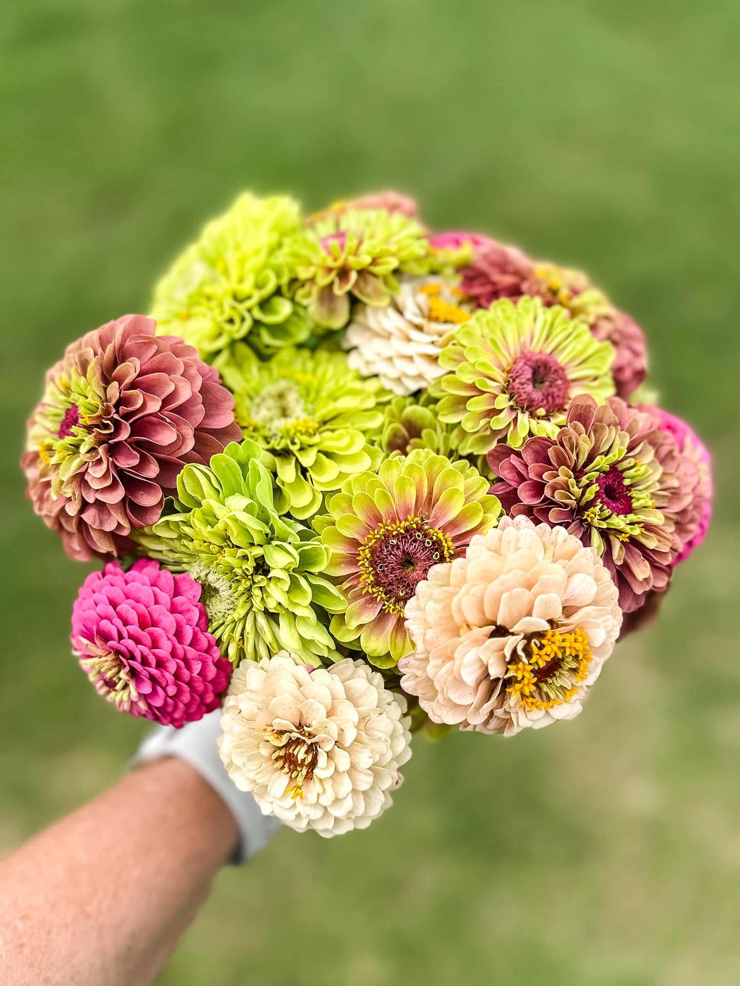 Zinnia seeds - Benary's Giant Lime