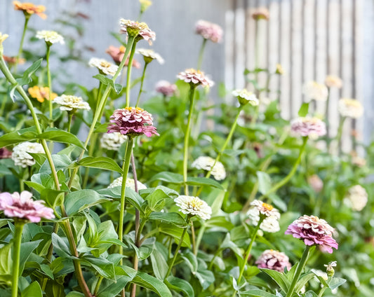 Zinnias