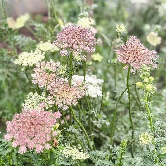 Pink and white flowers in a garden setting