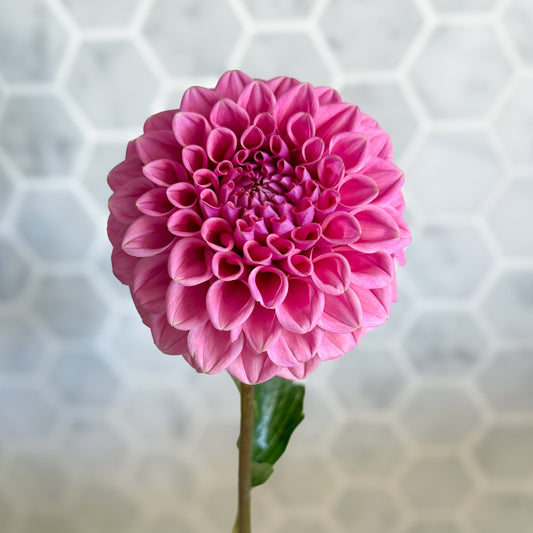 Hand holding a pink flower against a hexagonal tile wall.