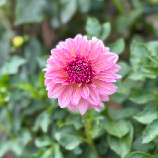 Pink flower with green leaves in the background