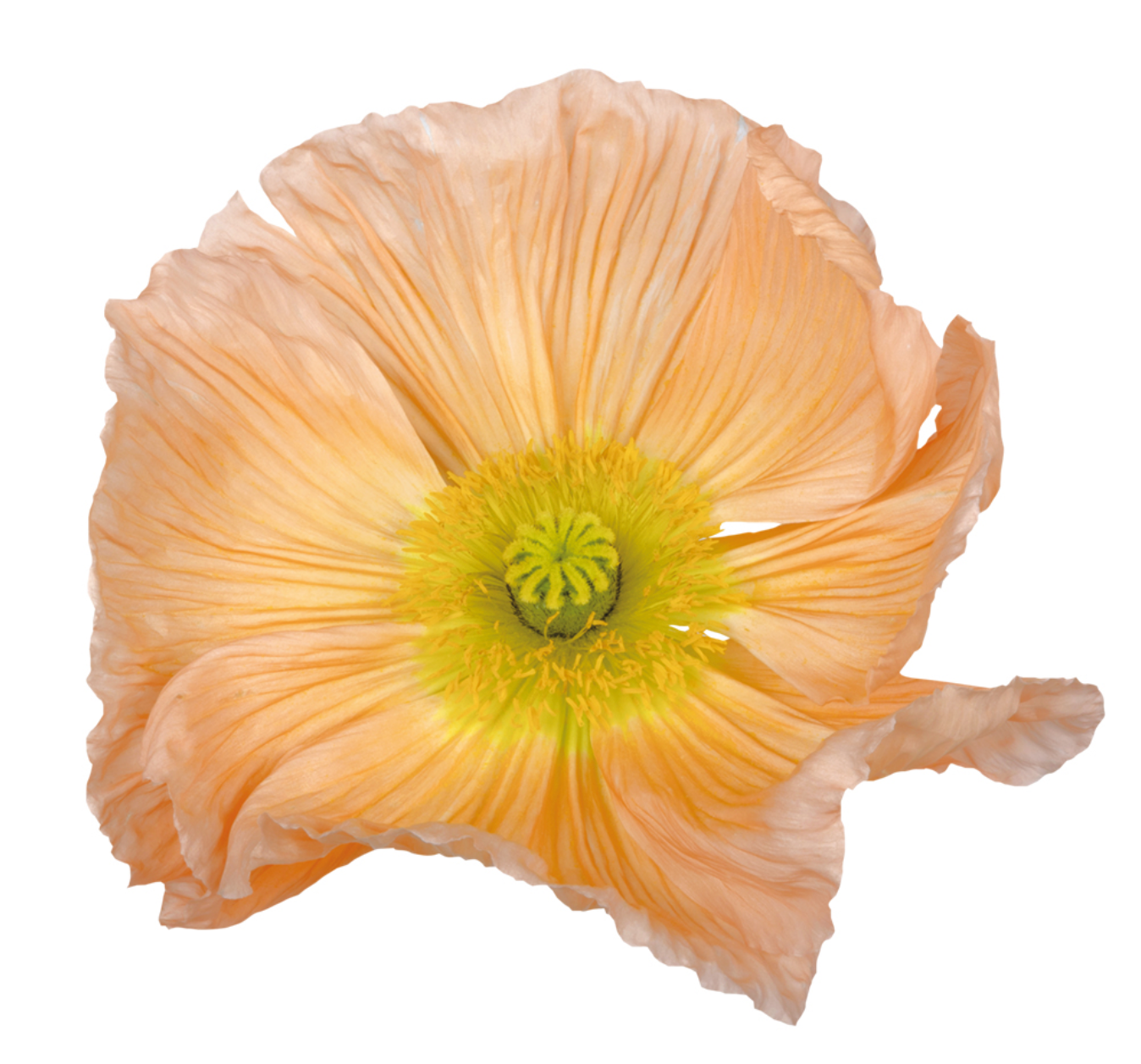 **PRE ORDER** Poppy Colibri Rosa Chairo Pastello