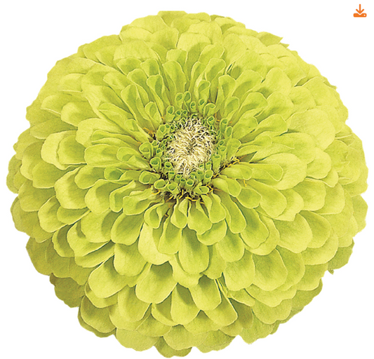 Zinnia seeds - Benary's Giant Lime