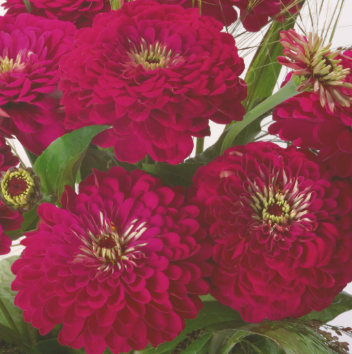 Zinnia Seeds- Benary's Giant Wine