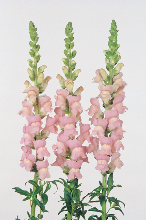 Snapdragon Maryland Shell Pink (Antirrhinum ) seeds